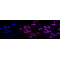 LifeSab™ HER4 Rabbit mAb (20 μl)