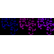 LifeSab™ RING3 Rabbit mAb (20 μl)