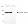 LifeSab™ RING3 Rabbit mAb (20 μl)