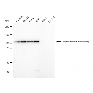 LifeSab™ RING3 Rabbit mAb (20 μl)