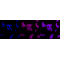 LifeSab™ CPP32B Rabbit mAb (20 μl)