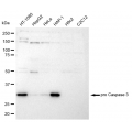 LifeSab™ CPP32B Rabbit mAb (20 μl)