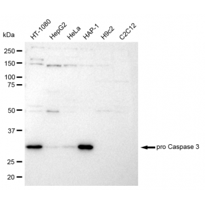 LifeSab™ CPP32B Rabbit mAb (20 μl)