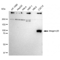 LifeSab™ CD61 Rabbit mAb (20 μl)