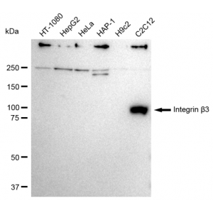 LifeSab™ CD61 Rabbit mAb (20 μl)