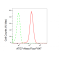 LifeSab™ ATG7 Rabbit mAb (20 μl)