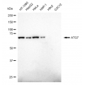 LifeSab™ ATG7 Rabbit mAb (20 μl)