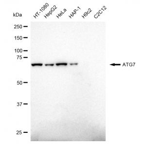 LifeSab™ ATG7 Rabbit mAb (20 μl)