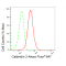 LifeSab™ CALB2 Rabbit mAb (20 μl)