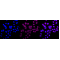 LifeSab™ CALB2 Rabbit mAb (20 μl)