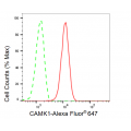 LifeSab™ CAMK1 Rabbit mAb (20 μl)