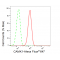 LifeSab™ CAMK1 Rabbit mAb (20 μl)