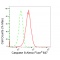 LifeSab™ CASP8 Rabbit mAb (20 μl)