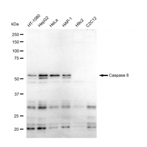 LifeSab™ CASP8 Rabbit mAb (20 μl)