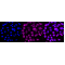 LifeSab™ CBX4 Rabbit mAb (20 μl)