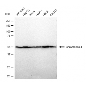 LifeSab™ CBX4 Rabbit mAb (20 μl)