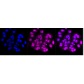 LifeSab™ CAIX Rabbit mAb (20 μl)