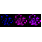 LifeSab™ CAIX Rabbit mAb (20 μl)