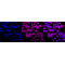 LifeSab™ CDK5 Rabbit mAb (20 μl)