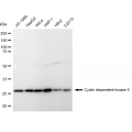 LifeSab™ CDK5 Rabbit mAb (20 μl)