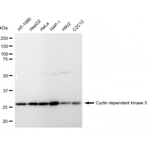 LifeSab™ CDK5 Rabbit mAb (20 μl)