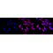 LifeSab™ IRF7 Rabbit mAb (20 μl)