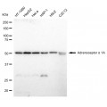 LifeSab™ IRF7 Rabbit mAb (20 μl)