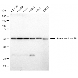 LifeSab™ IRF7 Rabbit mAb (20 μl)