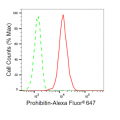 LifeSab™ Prohibitin Rabbit mAb (20 μl)