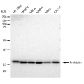 LifeSab™ Prohibitin Rabbit mAb (20 μl)