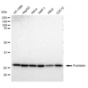 LifeSab™ Prohibitin Rabbit mAb (20 μl)