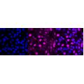 LifeSab™ HIF-1α Rabbit mAb (20 μl)