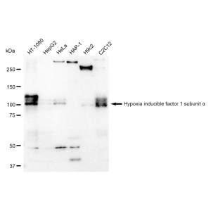 LifeSab™ HIF-1α Rabbit mAb (20 μl)