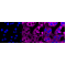 LifeSab™ eIF2α Rabbit mAb (20 μl)