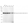 LifeSab™ eIF2α Rabbit mAb (20 μl)