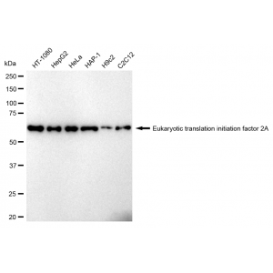 LifeSab™ eIF2α Rabbit mAb (20 μl)