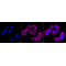 LifeSab™ eIF3A Rabbit mAb (20 μl)