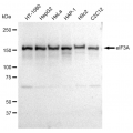 LifeSab™ eIF3A Rabbit mAb (20 μl)