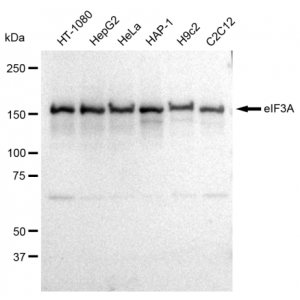 LifeSab™ eIF3A Rabbit mAb (20 μl)