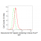 LifeSab™ C-IAP1 Rabbit mAb (20 μl)