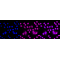 LifeSab™ C-IAP1 Rabbit mAb (20 μl)