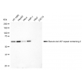 LifeSab™ C-IAP1 Rabbit mAb (20 μl)