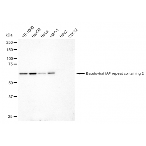 LifeSab™ C-IAP1 Rabbit mAb (20 μl)