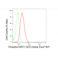 LifeSab™ Phospho-SIRT1 (S47) Rabbit mAb (20 μl)