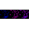 LifeSab™ Phospho-SIRT1 (S47) Rabbit mAb (20 μl)