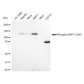 LifeSab™ Phospho-SIRT1 (S47) Rabbit mAb (20 μl)