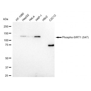 LifeSab™ Phospho-SIRT1 (S47) Rabbit mAb (20 μl)