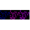 LifeSab™ ALKBH1 Rabbit mAb (20 μl)