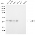 LifeSab™ ALKBH1 Rabbit mAb (20 μl)