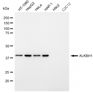 LifeSab™ ALKBH1 Rabbit mAb (20 μl)